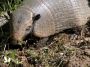 Day03 - 35 * Six-Banded Armadillo